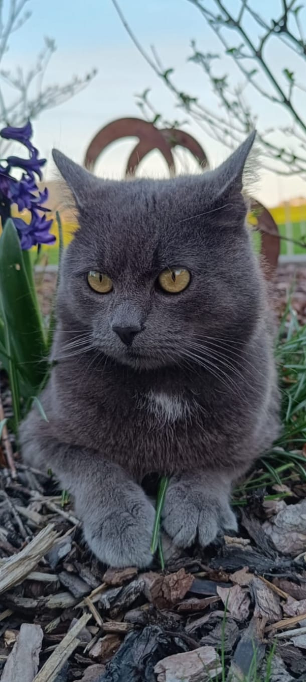 Kleiner Graur Kater